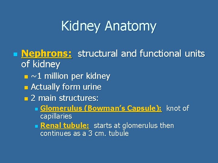 Kidney Anatomy n Nephrons: structural and functional units of kidney ~1 million per kidney