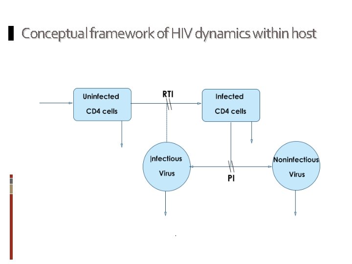 Conceptual framework of HIV dynamics within host 