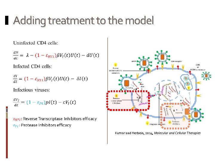 Adding treatment to the model Kumar and Herbein, 2014, Molecular and Cellular Therapies 