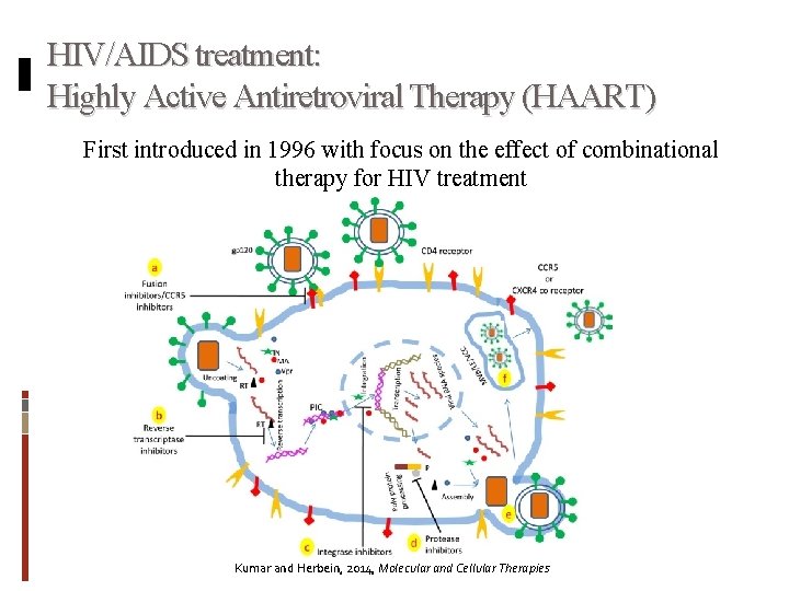 HIV/AIDS treatment: Highly Active Antiretroviral Therapy (HAART) First introduced in 1996 with focus on