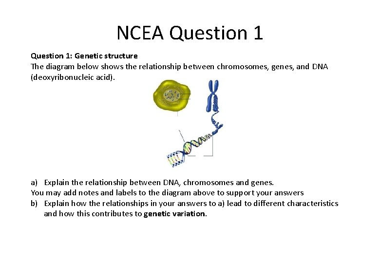 NCEA Question 1: Genetic structure The diagram below shows the relationship between chromosomes, genes,