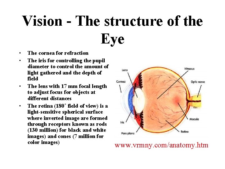 Vision - The structure of the Eye • • The cornea for refraction The Vision - The structure of the Eye • • The cornea for refraction The
