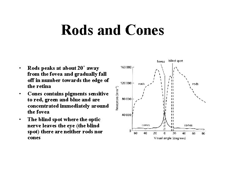 Rods and Cones • • • Rods peaks at about 20˚ away from the Rods and Cones • • • Rods peaks at about 20˚ away from the