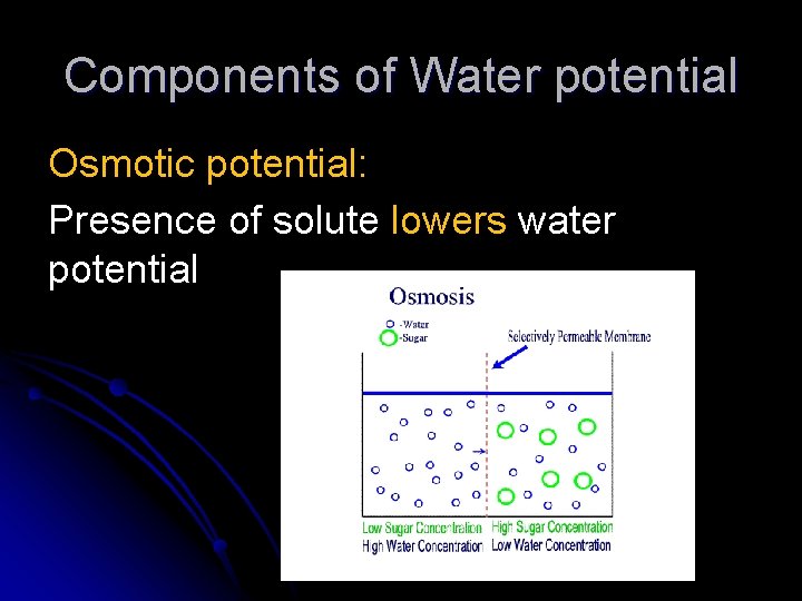 Components of Water potential Osmotic potential: Presence of solute lowers water potential 