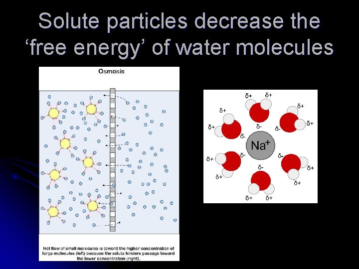 Solute particles decrease the ‘free energy’ of water molecules 