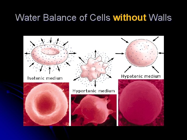 Water Balance of Cells without Walls 
