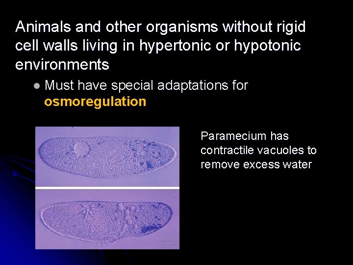 Animals and other organisms without rigid cell walls living in hypertonic or hypotonic environments