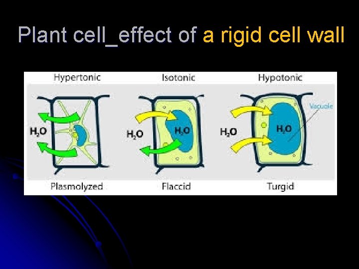 Plant cell_effect of a rigid cell wall 