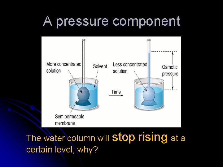 A pressure component The water column will stop rising at a certain level, why?