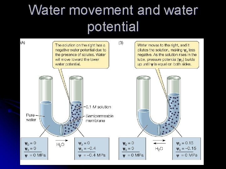Water movement and water potential 