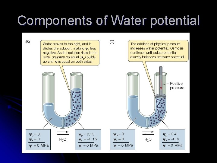 Components of Water potential 