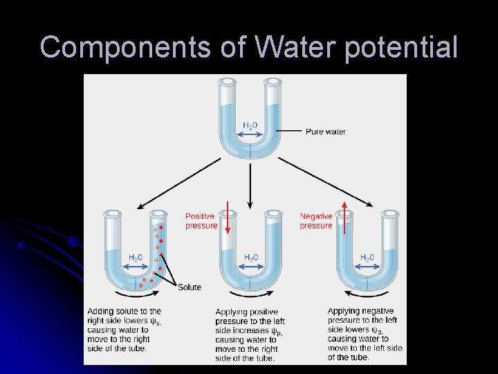 Components of Water potential 