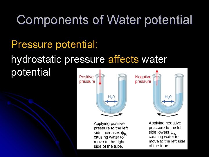 Components of Water potential Pressure potential: hydrostatic pressure affects water potential 