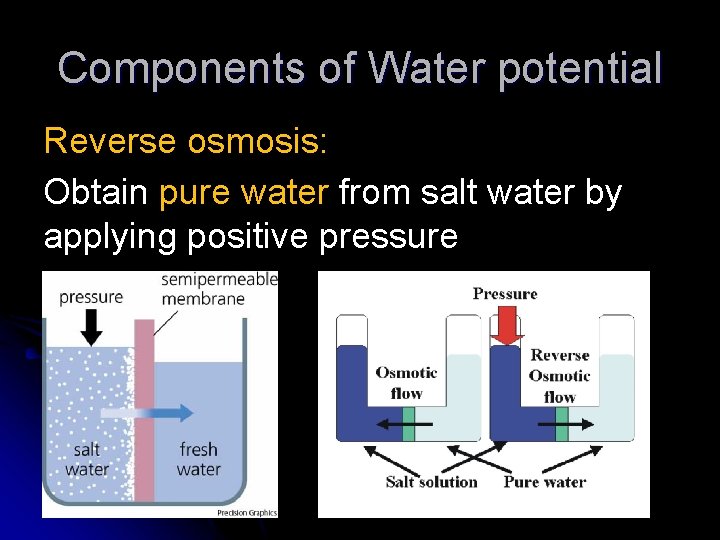 Components of Water potential Reverse osmosis: Obtain pure water from salt water by applying