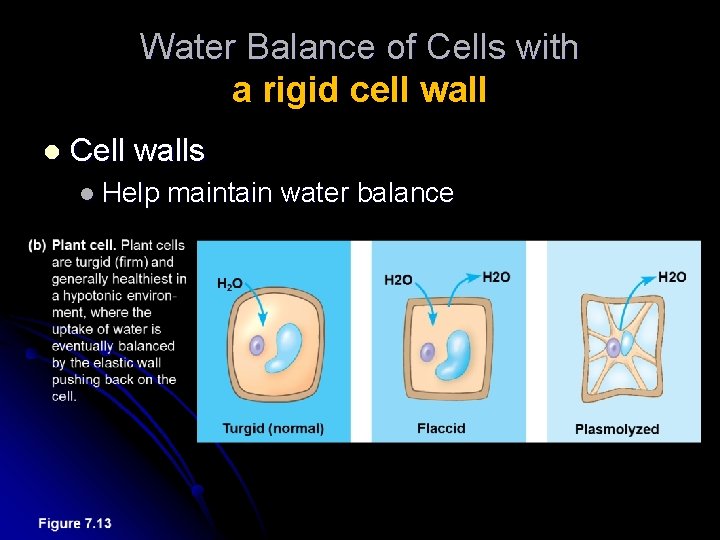 Water Balance of Cells with a rigid cell wall l Cell walls l Help
