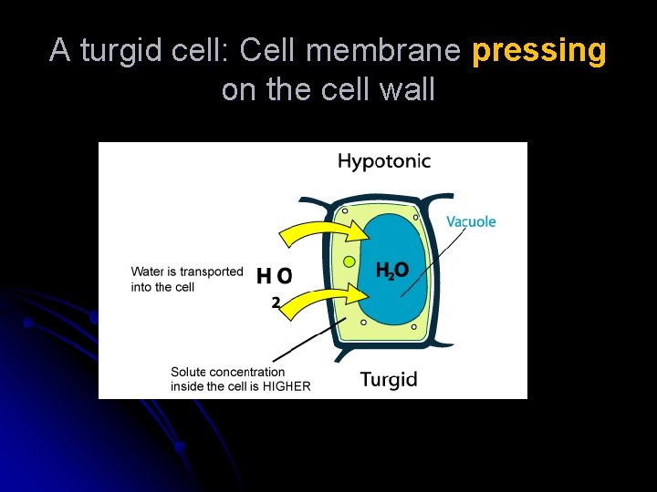 A turgid cell: Cell membrane pressing on the cell wall 