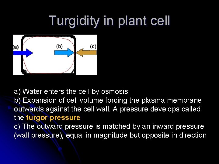 Turgidity in plant cell a) Water enters the cell by osmosis b) Expansion of