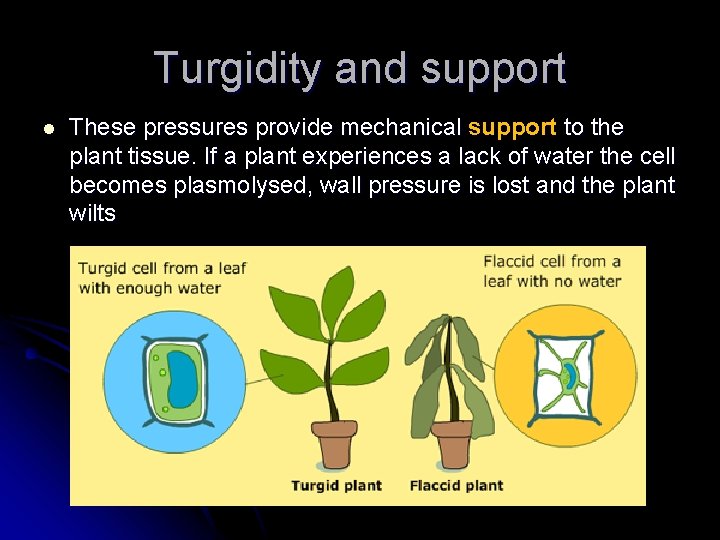 Turgidity and support l These pressures provide mechanical support to the plant tissue. If