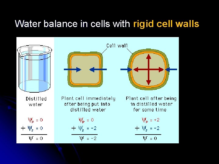 Water balance in cells with rigid cell walls 