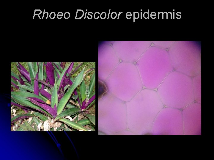 Rhoeo Discolor epidermis 