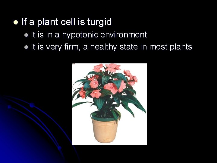 l If a plant cell is turgid l It is in a hypotonic environment