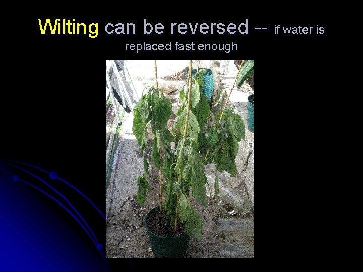 Wilting can be reversed -- if water is replaced fast enough 