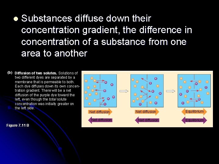 l Substances diffuse down their concentration gradient, the difference in concentration of a substance