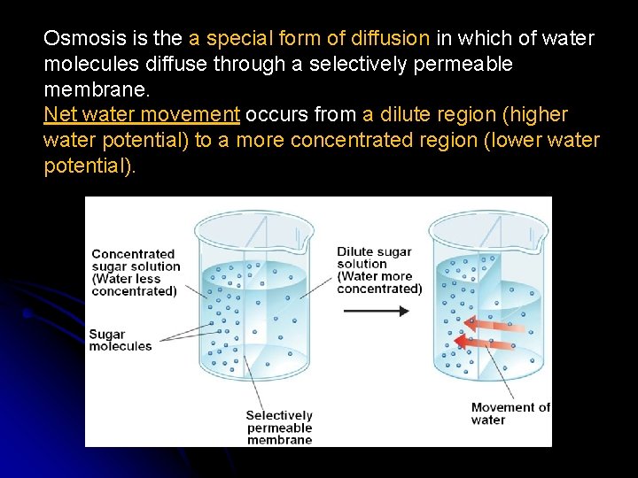 Osmosis is the a special form of diffusion in which of water molecules diffuse