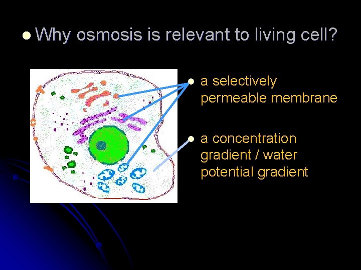 l Why osmosis is relevant to living cell? l a selectively permeable membrane l