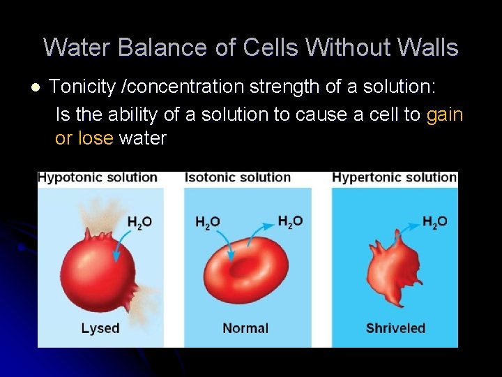 Water Balance of Cells Without Walls l Tonicity /concentration strength of a solution: Is