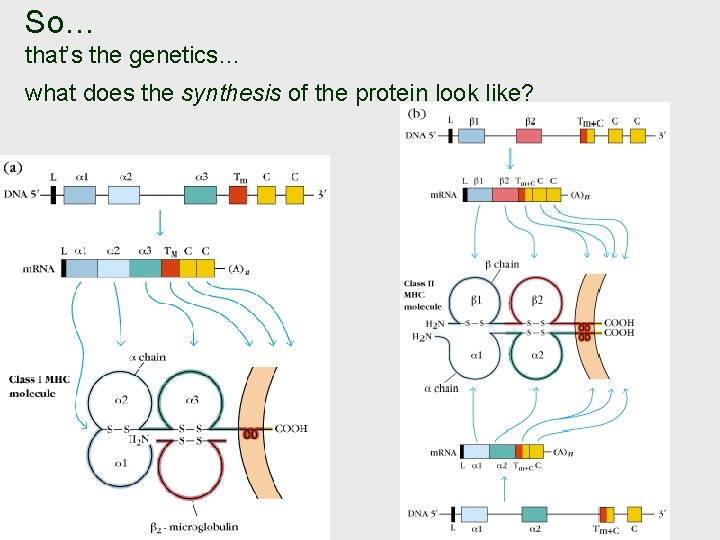 So… that’s the genetics… what does the synthesis of the protein look like? 