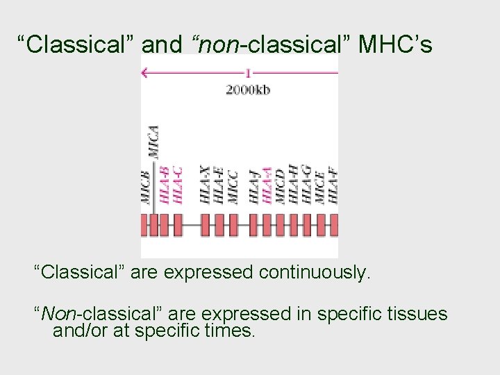 “Classical” and “non-classical” MHC’s “Classical” are expressed continuously. “Non-classical” are expressed in specific tissues