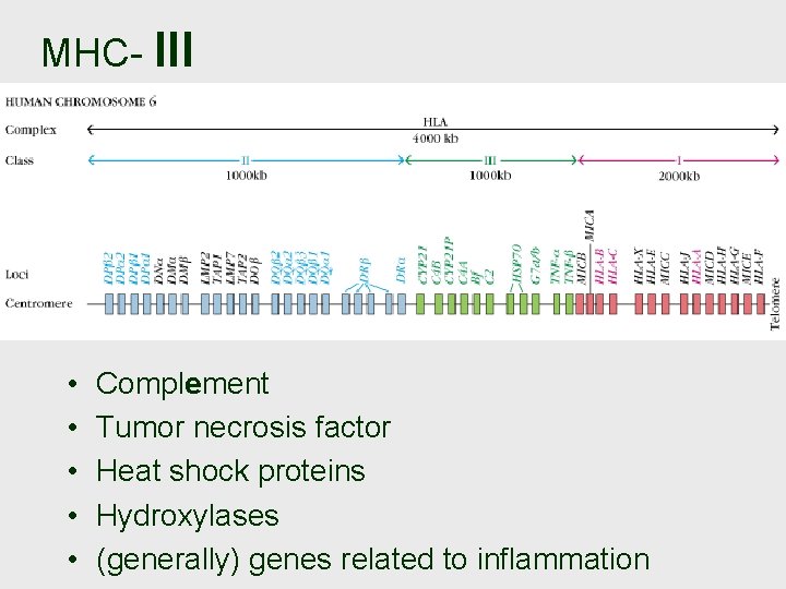 MHC- III • • • Complement Tumor necrosis factor Heat shock proteins Hydroxylases (generally)