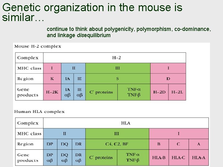 Genetic organization in the mouse is similar… continue to think about polygenicity, polymorphism, co-dominance,