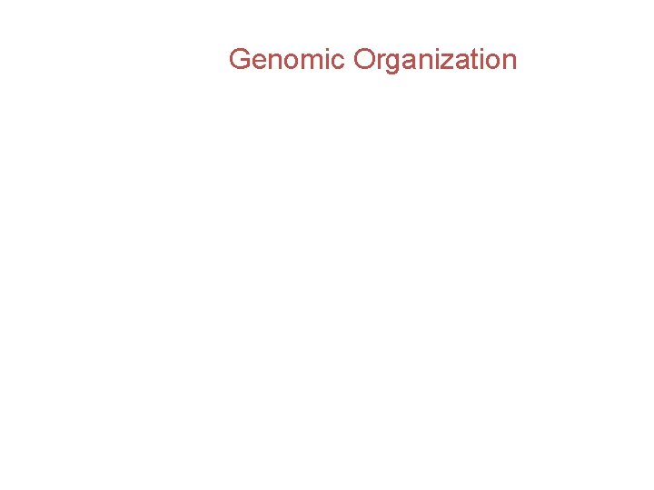 Genomic Organization Genomic Organization