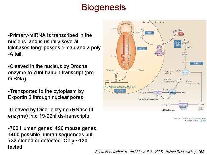 Biogenesis -Primary-mi. RNA is transcribed in the nucleus, and is usually several kilobases long; Biogenesis -Primary-mi. RNA is transcribed in the nucleus, and is usually several kilobases long;