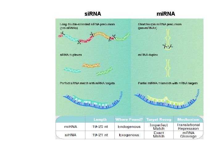si. RNA mi. RNA si. RNA mi. RNA