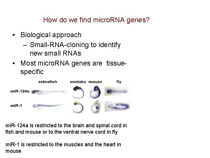 How do we find micro. RNA genes? • Biological approach – Small-RNA-cloning to How do we find micro. RNA genes? • Biological approach – Small-RNA-cloning to