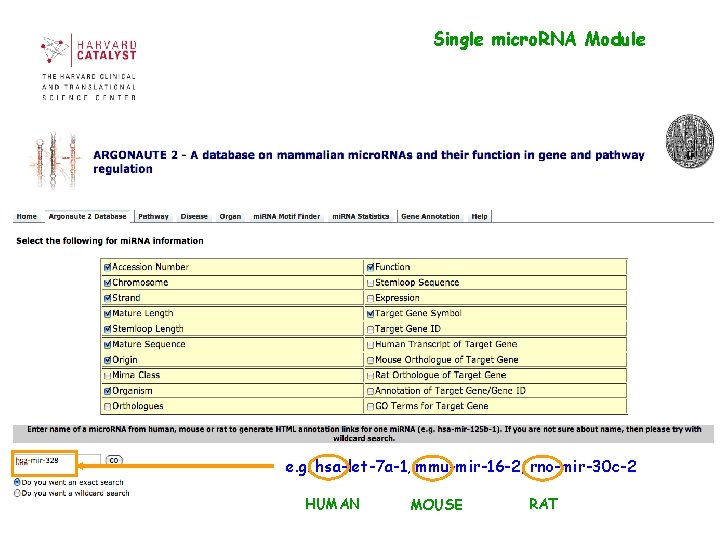 Single micro. RNA Module e. g. hsa-let-7 a-1, mmu-mir-16 -2, rno-mir-30 c-2 HUMAN MOUSE Single micro. RNA Module e. g. hsa-let-7 a-1, mmu-mir-16 -2, rno-mir-30 c-2 HUMAN MOUSE