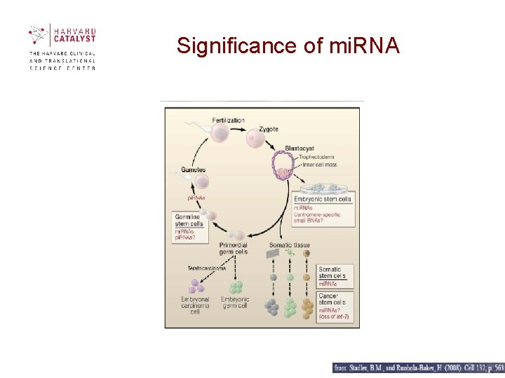 Significance of mi. RNA Significance of mi. RNA