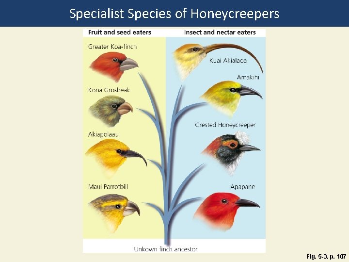 Specialist Species of Honeycreepers Fig. 5 -3, p. 107 