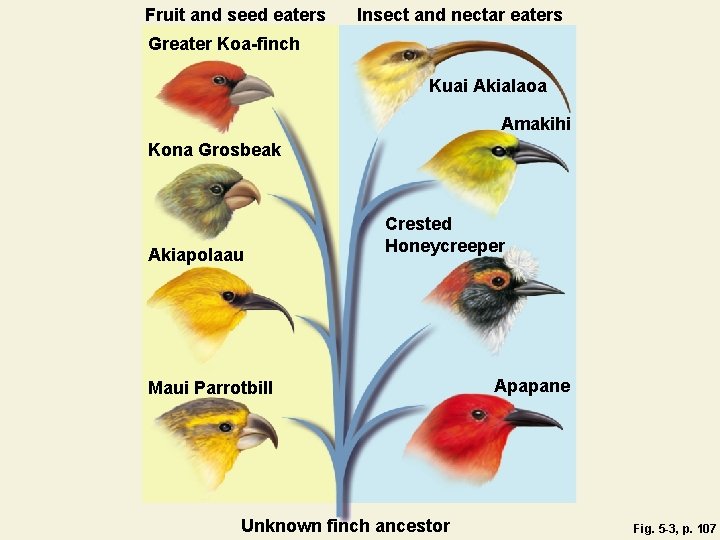 Fruit and seed eaters Insect and nectar eaters Greater Koa-finch Kuai Akialaoa Amakihi Kona