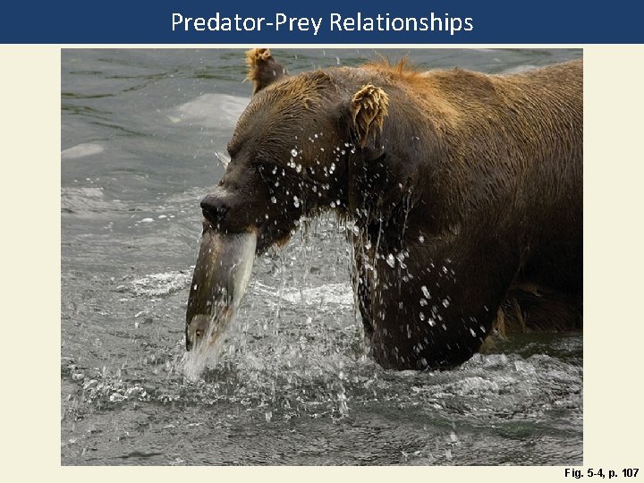 Predator-Prey Relationships Fig. 5 -4, p. 107 