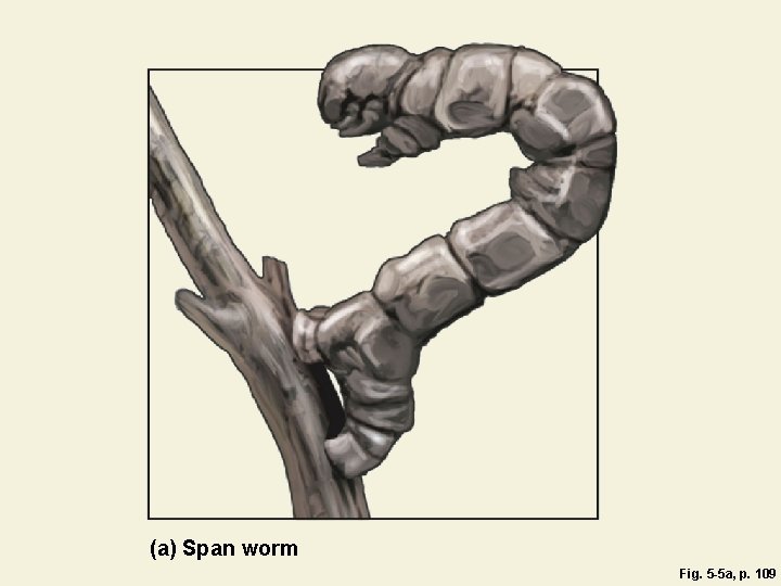 (a) Span worm Fig. 5 -5 a, p. 109 