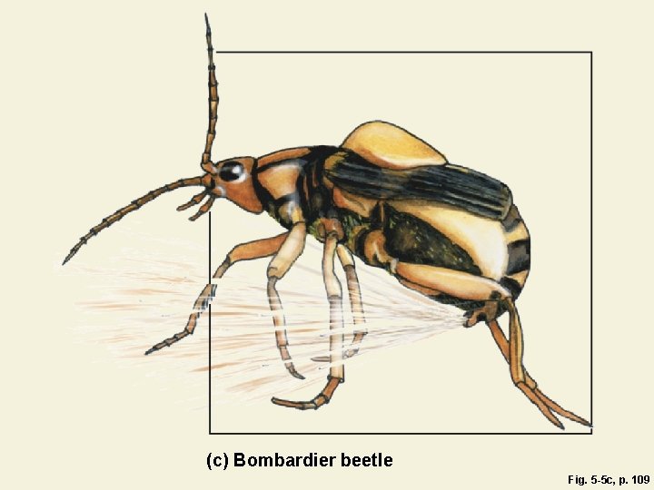 (c) Bombardier beetle Fig. 5 -5 c, p. 109 