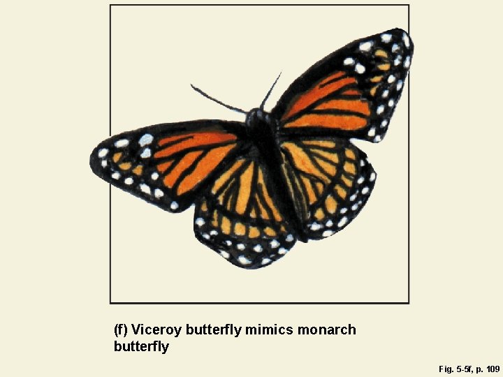 (f) Viceroy butterfly mimics monarch butterfly Fig. 5 -5 f, p. 109 