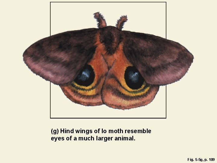 (g) Hind wings of Io moth resemble eyes of a much larger animal. Fig.