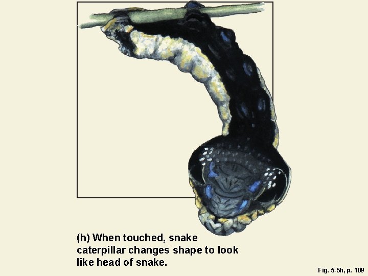 (h) When touched, snake caterpillar changes shape to look like head of snake. Fig.