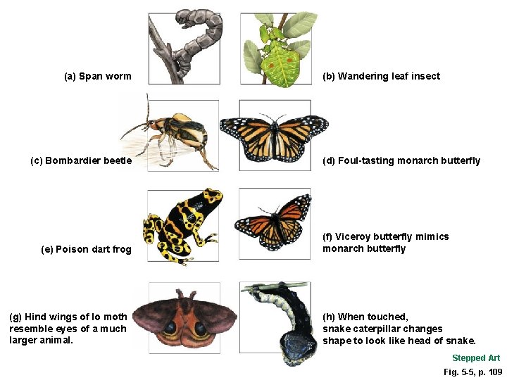 (a) Span worm (c) Bombardier beetle (e) Poison dart frog (g) Hind wings of