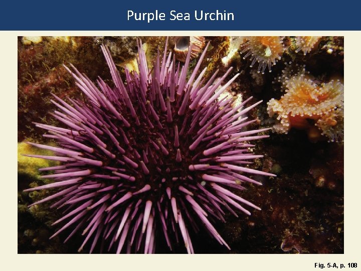 Purple Sea Urchin Fig. 5 -A, p. 108 